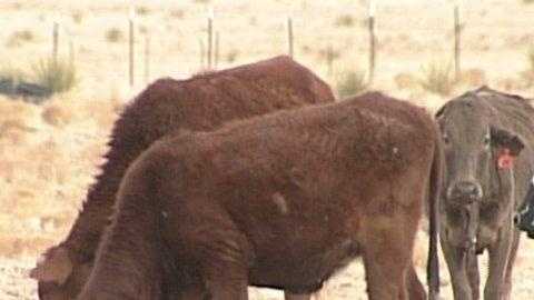 Court denies appeal to stop removal of feral cattle - Vimarsana News