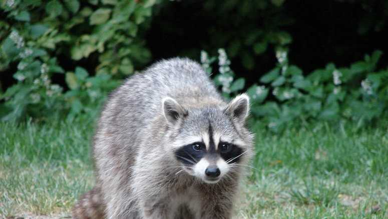 El Reno officials report raccoon tests positive for rabies