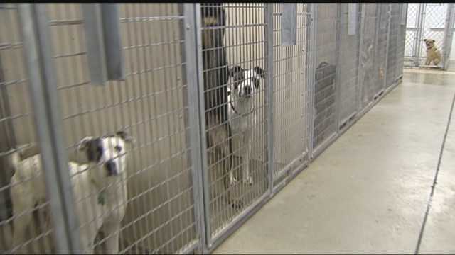 OKC Animal Shelter temporarily closes due to staffing issues - Vimarsana News