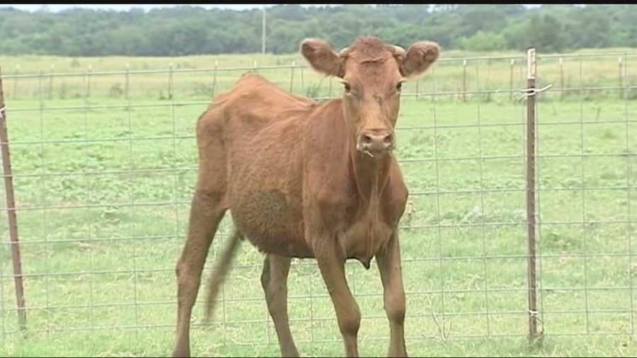 Officers wrangle loose cattle on I-40 near Meridian