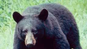 Black bear hunting and harvesting legal in Arkansas - Vimarsana News