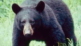 black bear1.jpg
