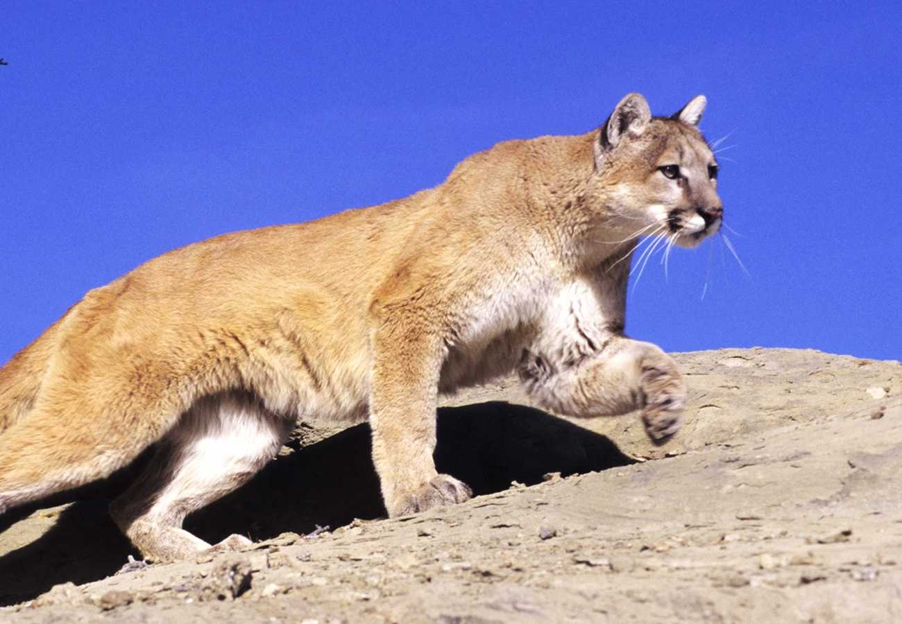 California puma animal sale