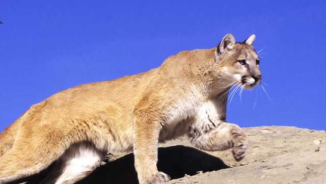 2 mountain lions die of apparent starvation in California after relocation by wildlife officials - Vimarsana News