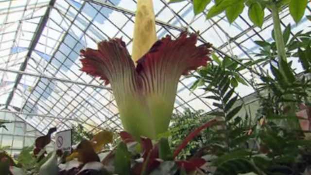 UCSC corpse flower to bloom for first time 10 years - Vimarsana News