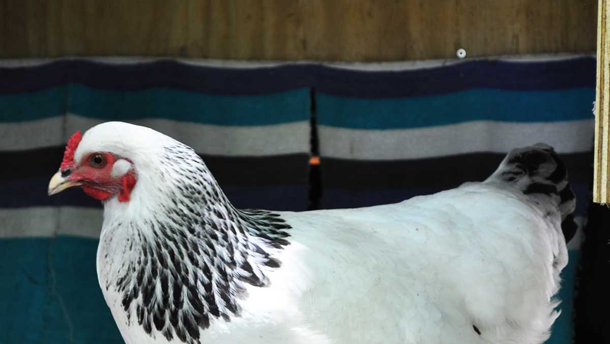 Poultry events cancelled at Monterey County fair