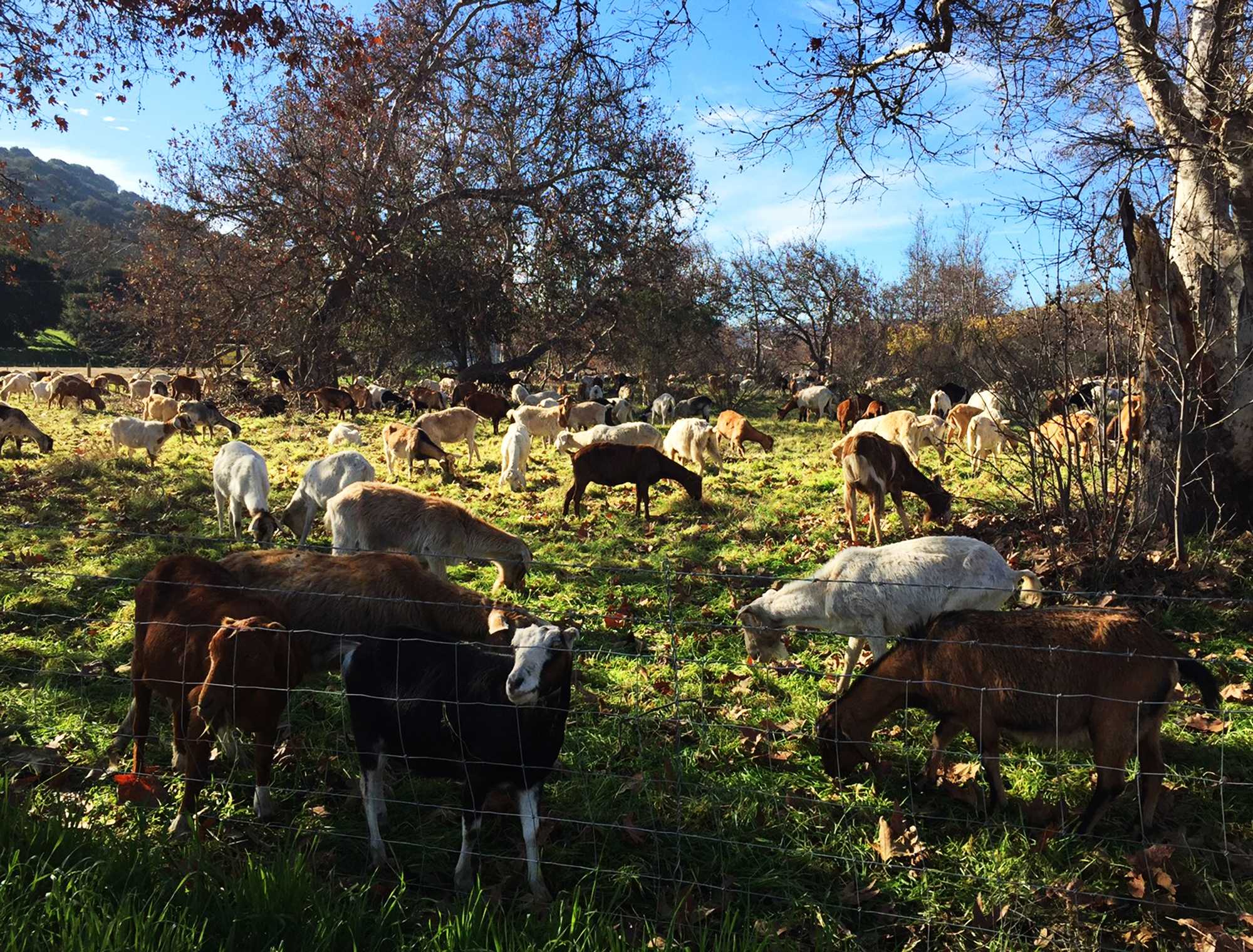 Goats to clear vegetation along Santa Cruz Branch Rail Line