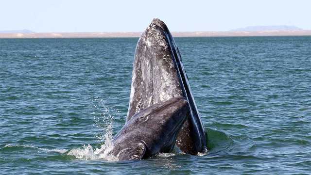 'Should concern all of us': First gray whale of the year dies in Bay Area - Vimarsana News