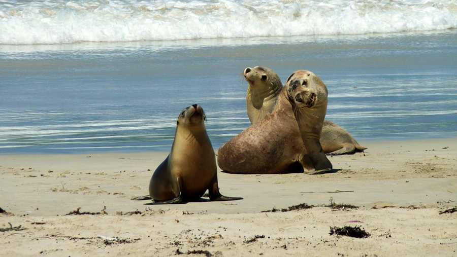 3 sea lions on the beach