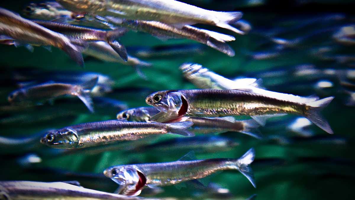 High levels of hazardous domoic acid detected in fish in Monterey Bay