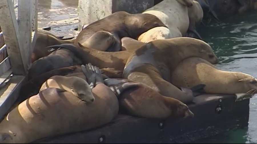 FILE -- At the Marine Mammal Center in Moss Landing there was only one sick sea lion in the kennels Wednesday, and rescuers say that is quite the turnaround from this winter and spring.
