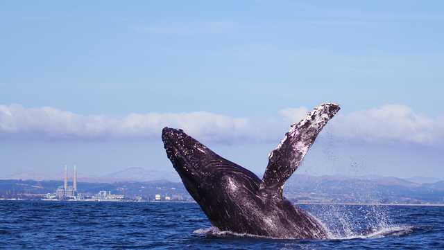 'Whales are out in force' incredibly close to SF Bay Area coast - Vimarsana News