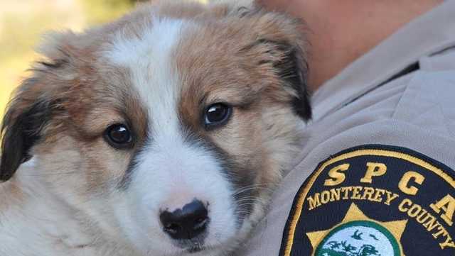 SPCA Monterey County waives adoption fees for Adopt-a-Pet Day