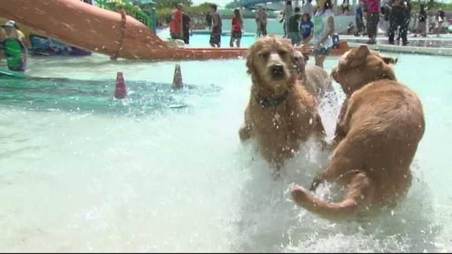 Animal Stories with Dan Green: Water Park for the Dogs