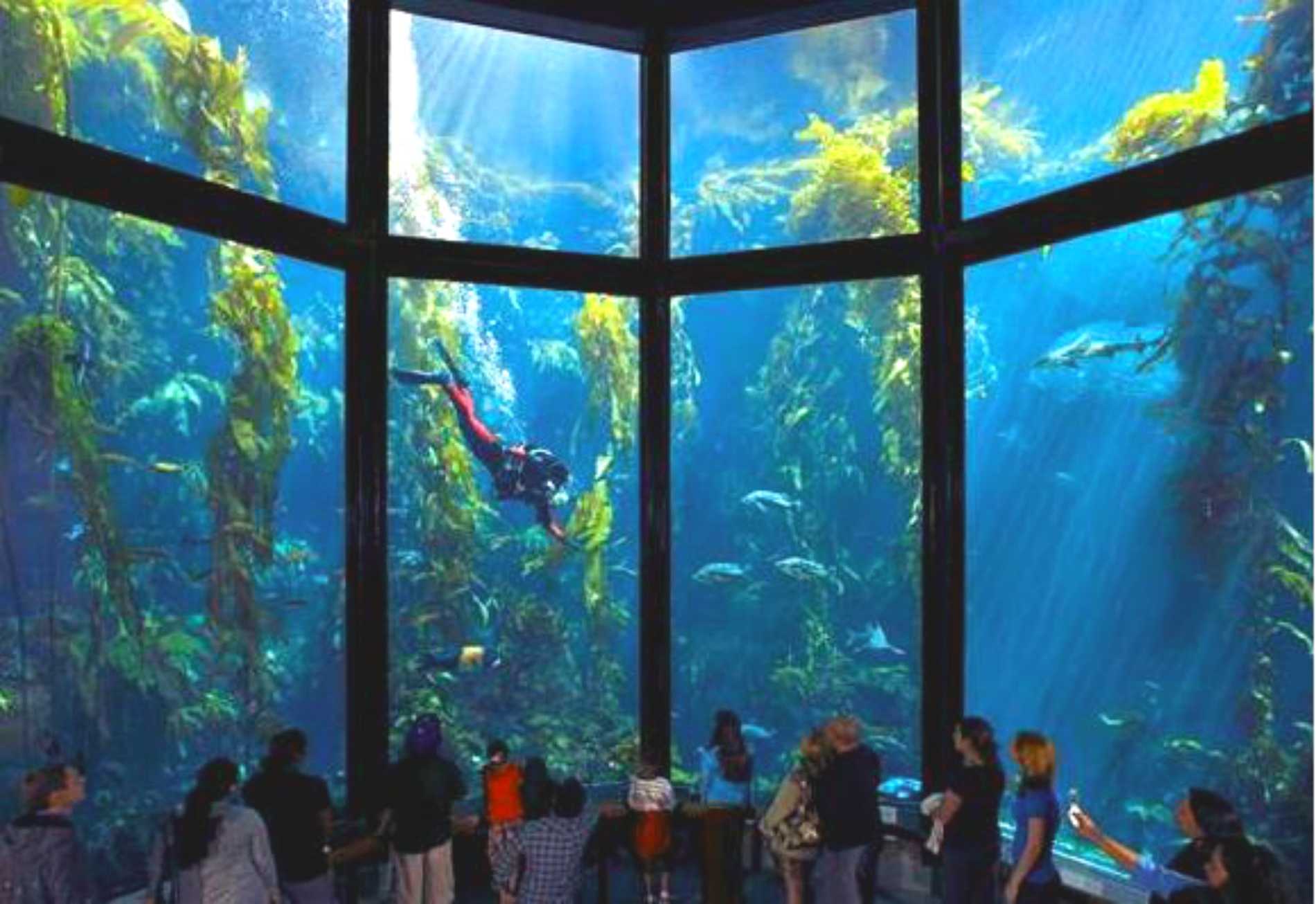 Monterey Bay Aquarium Foundation to receive $600k for climate change fight