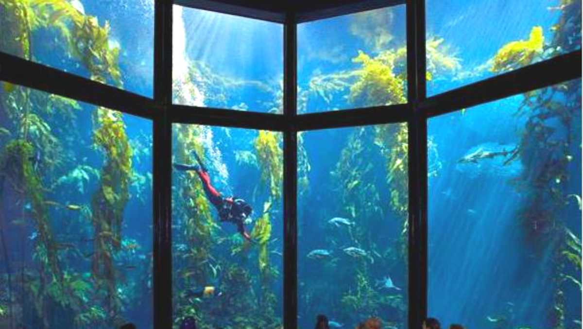 Hooray, it's Monterey Bay Aquarium's first-ever adult sleepover