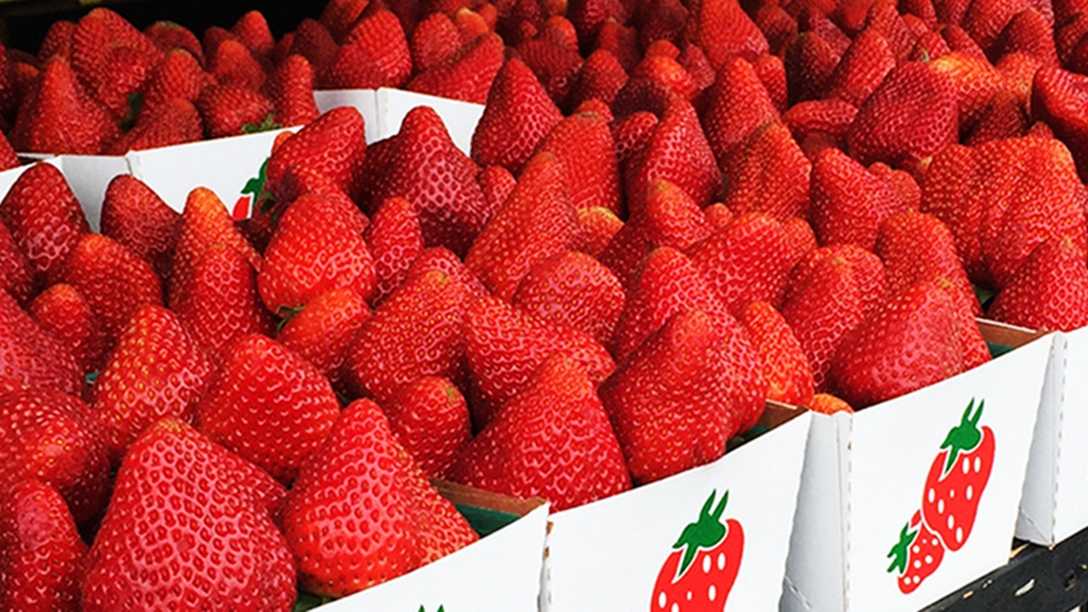 Strawberries vs blueberries California Giant Berry Farms holds election