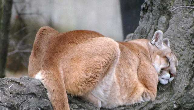 Mountain lion attacks California woman's dog - Vimarsana News