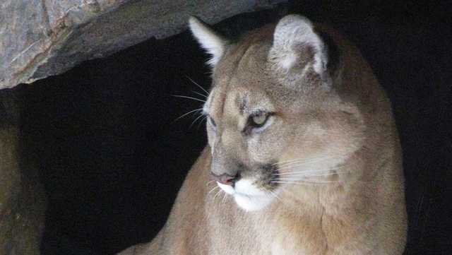 Shelter-in-place lifted after mountain lion spotted in Santa Cruz - Vimarsana News