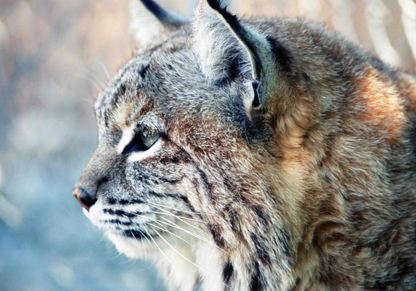California confirms first wild bobcat with highly pathogenic avian
