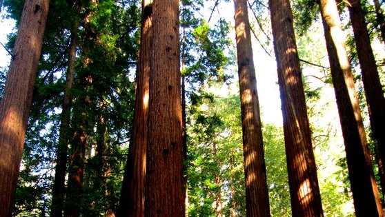 Top attraction in Calif.'s oldest state park reopens after fire - Vimarsana News