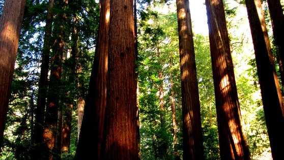 Ancient Redwood Grove Saved