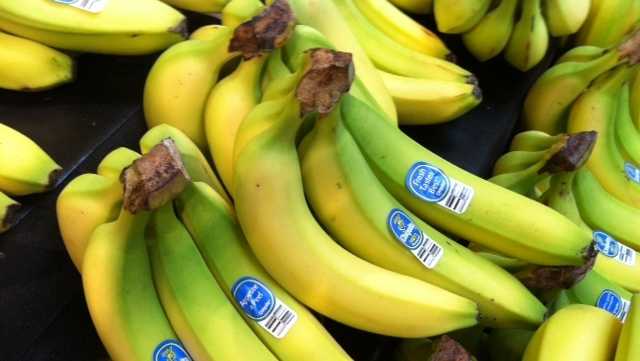 Could a fungal disease cause the most common type of banana to go extinct? Here's what experts say - Vimarsana News