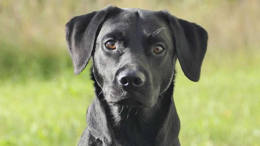 The friendly Labrador Retriever's most popular male name understandably is Buddy. Others include include Max, Bear, Duke and Jake.