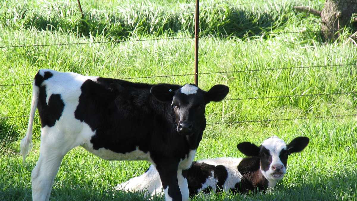 6 cows in Texas found dead with their tongues cut out