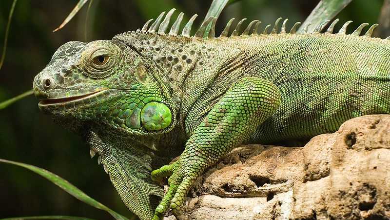 South Florida, a common beachhead for invasive species, is home to green iguanas. Native to Central and South America, these common pets have been released in sufficient quantities, making problems for the state.