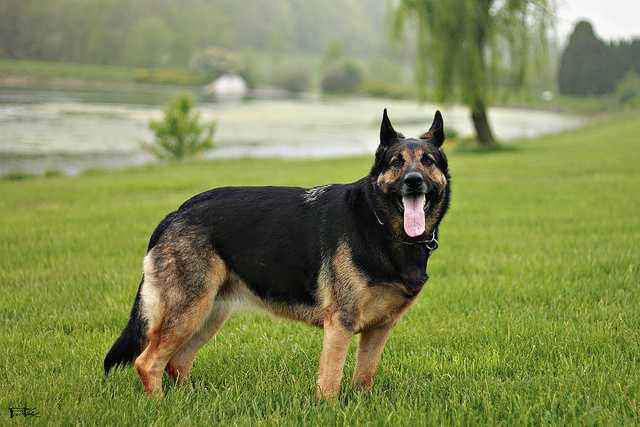 German shepherd sales pointy ears