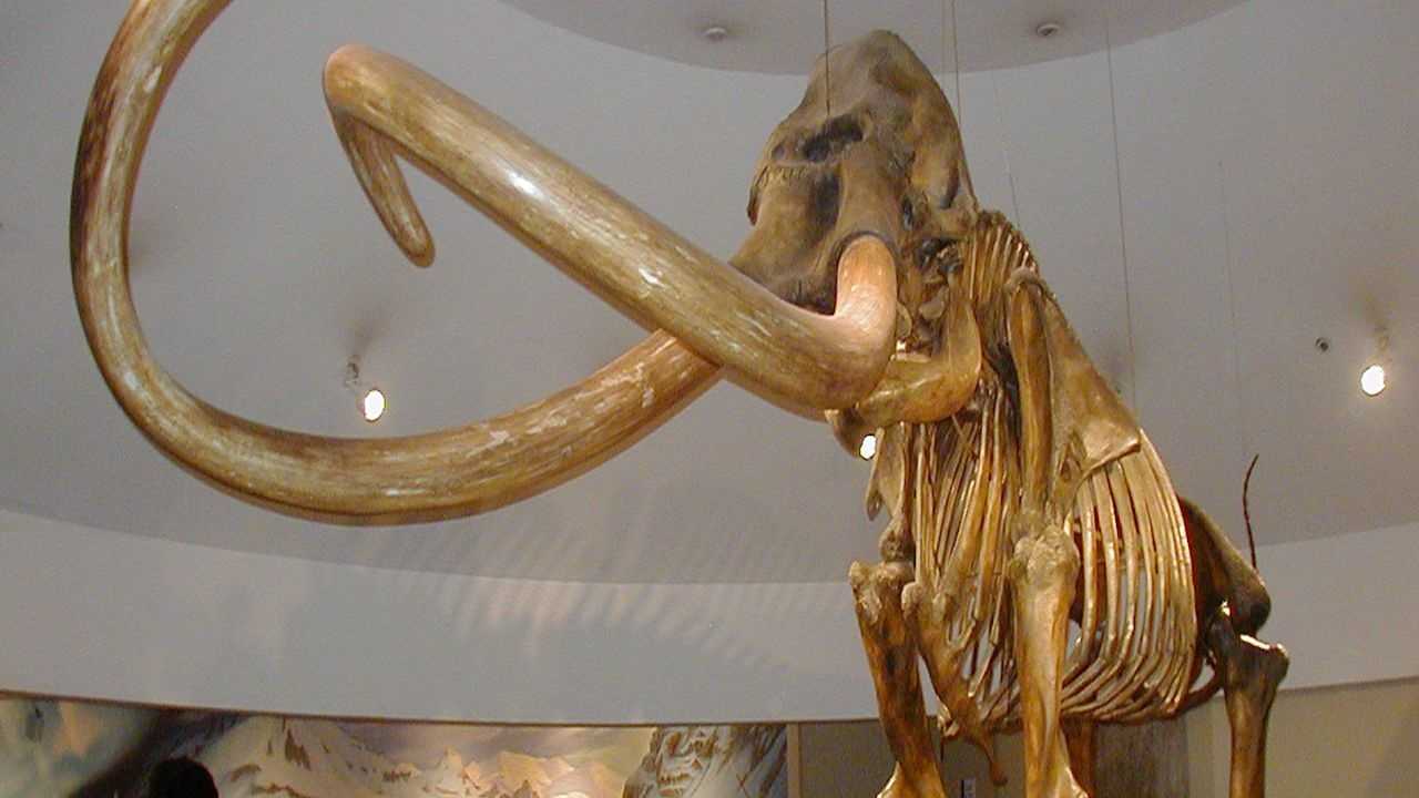 New DNA Research Gives Clues Why Woolly Mammoth Became Extinct