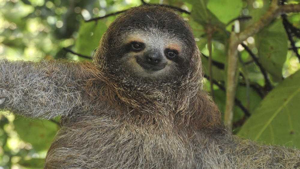 you-can-support-sloth-rescue-services-and-have-a-sloth-sleepover-for