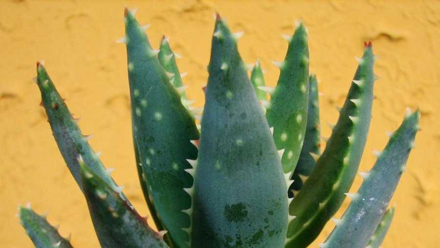 Aloe Vera Products At Wal Mart Cvs Might Not Contain Gel Says Study