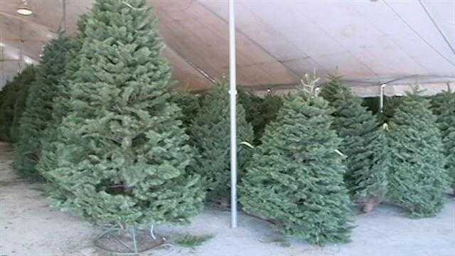 Mississippi Ag Commissioner encouraging local tree shopping this holiday season