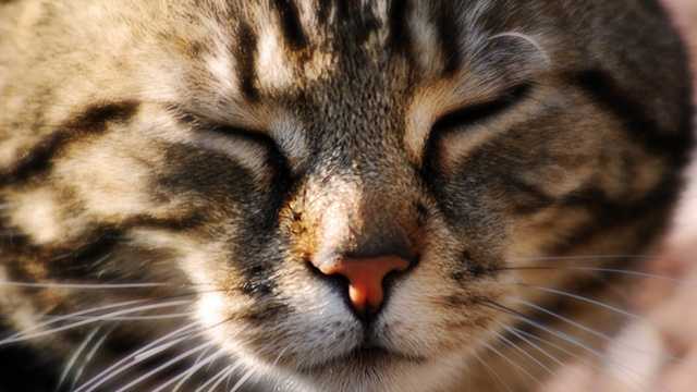 'Guard cat' credited with preventing would-be robbery - Vimarsana News
