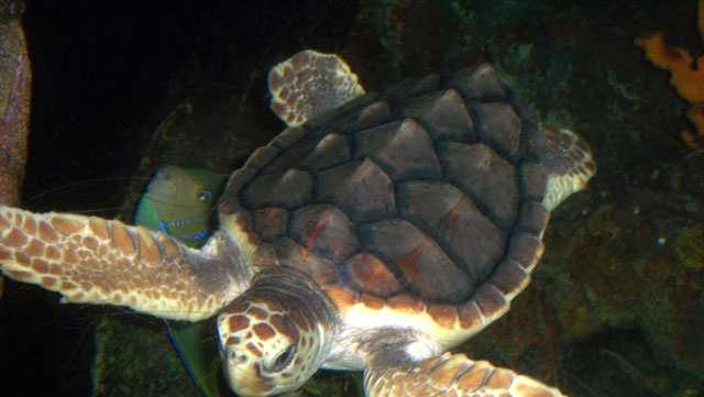 sen-john-kennedy-says-sea-turtle-regulations-hindered-search-for