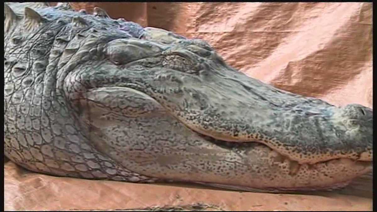 Mississippi alligator hunting season begins Aug. 25