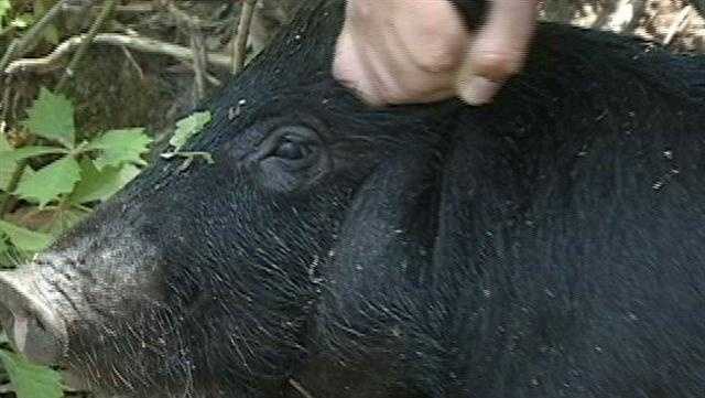 Wild hog control program equipment cost share opportunity launched in MS - Vimarsana News