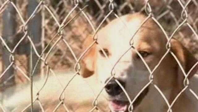 Gov. Reeves signs bill making some animal cruelty acts felonies with $5,000 fines Gov. Reeves signs bill making some animal cruelty acts felonies with $5,000 fines