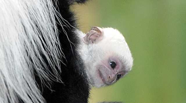 Zoo welcomes baby monkey - WBAL