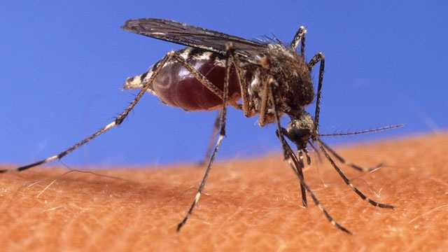 Mosquitos examinados para detectar el virus del Nilo Occidental en el condado de Anne Arundel