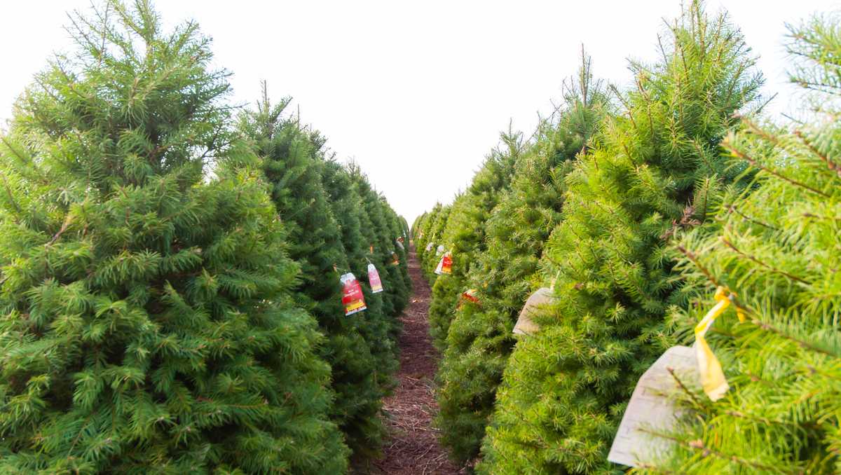 Baltimore County to begin collecting live Christmas trees on Jan. 9