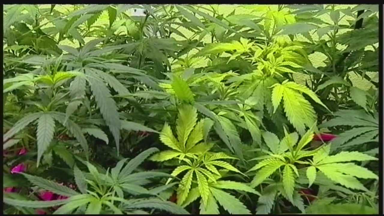 House bill advances to create legal cannabis sales marketplace - Vimarsana News