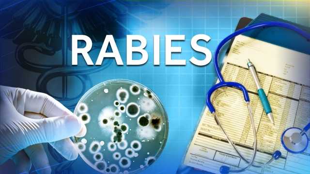 Rabid Raccoon with warning in Shadyside area