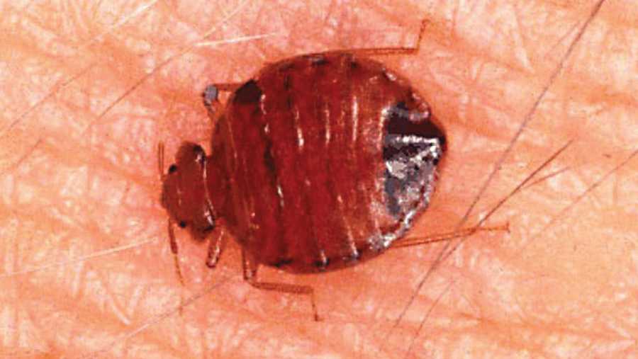The federal government is waking up to what has become a growing nightmare in many parts of the country -- a bed bug outbreak.