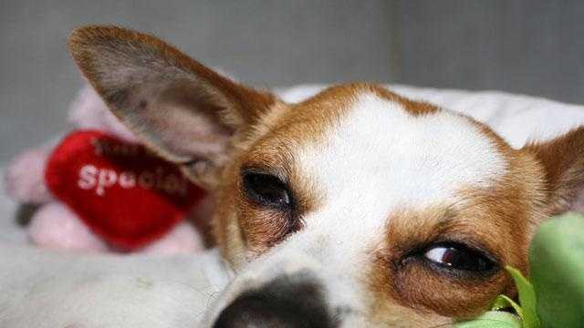 The mental health effects of seeing animals in trouble