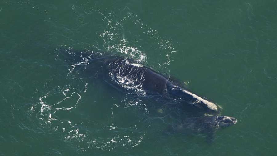Right whales