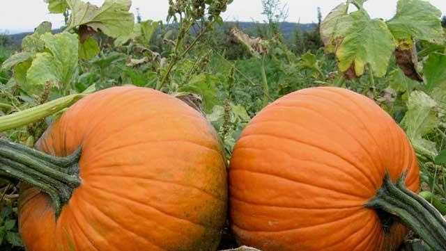 5 fun things to do in Massachusetts weekend of Oct. 6-8 - Vimarsana News