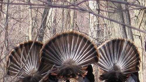 Dedham, Massachusetts, warns of aggressive turkeys following, intimidating residents - Vimarsana News